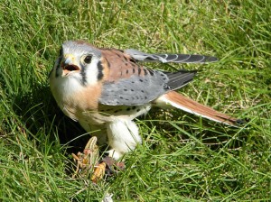Hendrix, American Kestrel | Black Hills Raptor Center