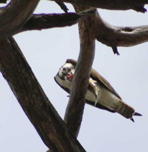 osprey-fish