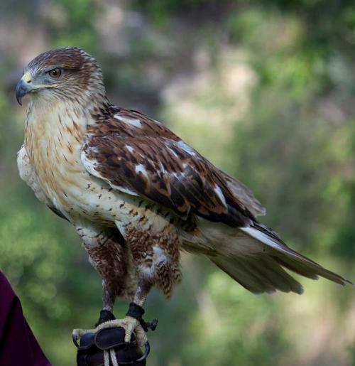 Phoenix, Ferruginous Hawk