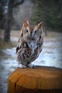 Photograph of The Eastern Screech Owl perched on a fence post. | Black Hills Raptor Center