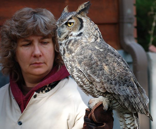 Photograph of The Great Horned Owl perched on a fence post. | Black Hills Raptor Center