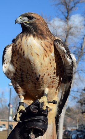 Donate to support the Black Hill Raptor Center, Rapid City, SD