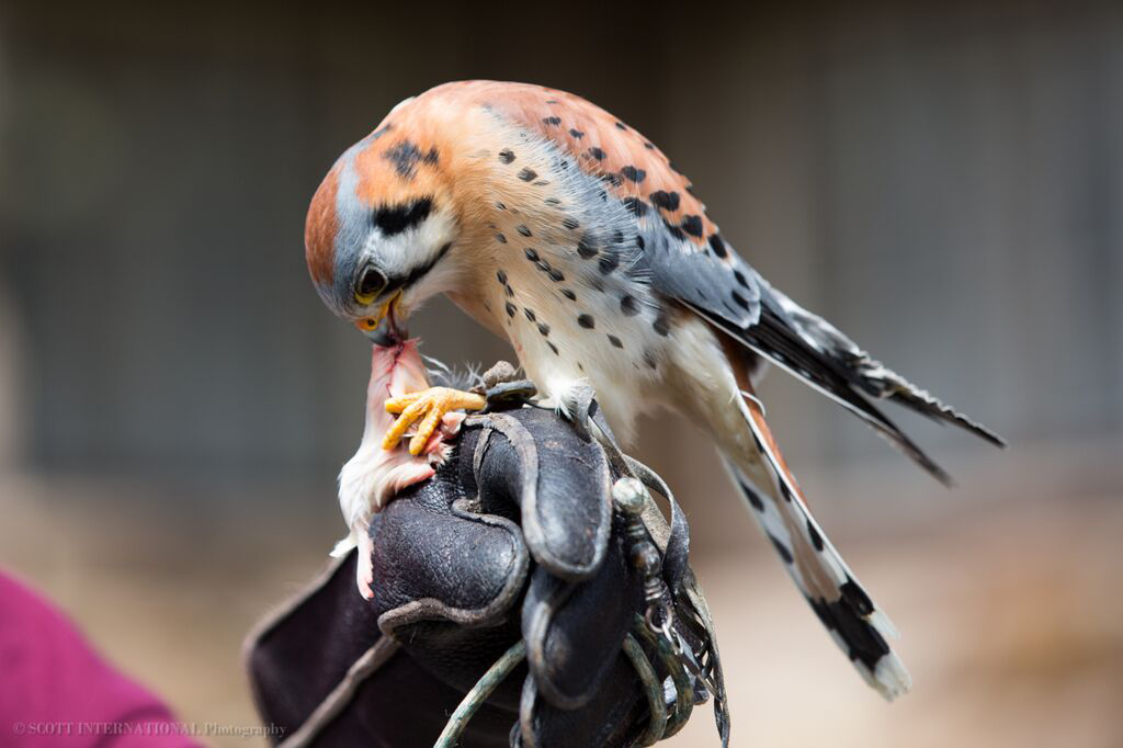 Hendrix, American kestrel