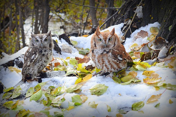 Eastern Scretch Owls in December