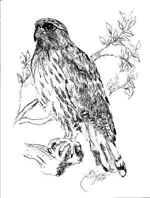 Custom Black Hills Raptor Art Note Cards - Image 4
