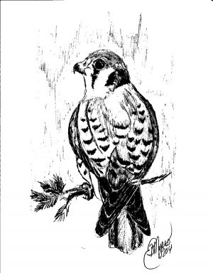 Custom Black Hills Raptor Art Note Cards - Image 3