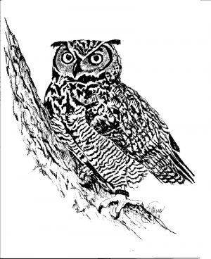 Custom Black Hills Raptor Art Note Cards - Image 2