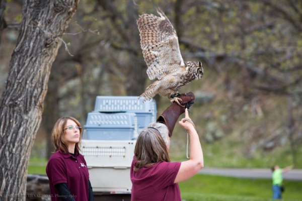 Help build the New Black Hills Raptor Center Facility