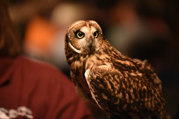 short-eared owl