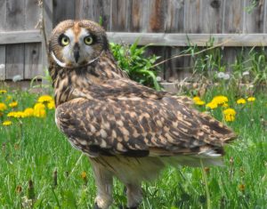 Short-eared owl