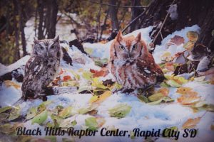 Screatch-owls-magnets Black Hills Raptor Center, Rapid City, SD