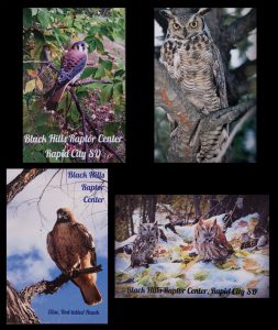 Set of 4 Raptor Magnets Black Hills Raptor Center, Rapid City, SD