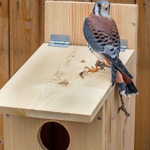 Kestrel / Screech Owl Nest Box