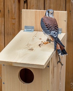 Kestrel / Screech Owl Nest Box