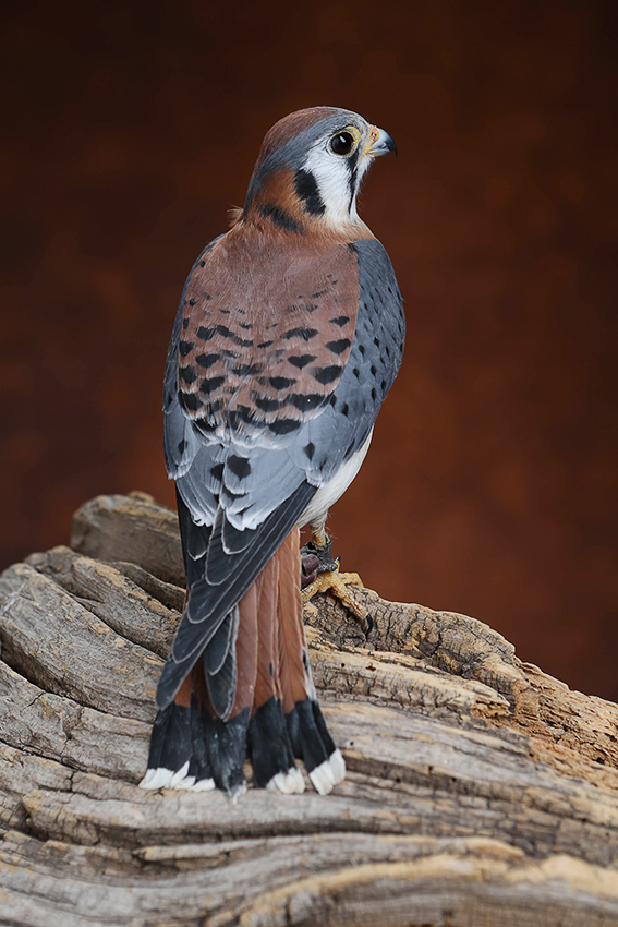 DFW Raptors – Hawks, Falcons, and Eagles – DFW Urban Wildlife