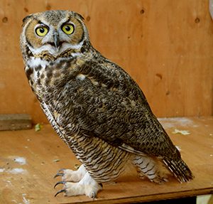 Aldo BHRC Great Horned Owl