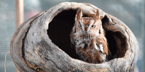 Eastern Screech Owl in log