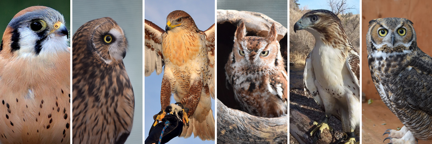 Birds of Prey - Raptors, What are Birds of Prey