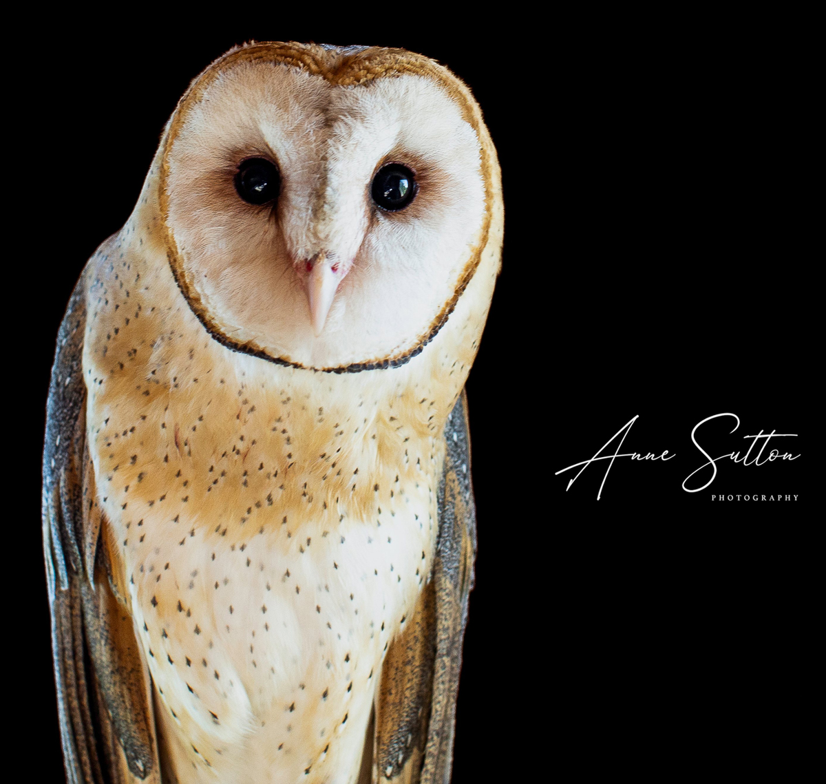 Soren by Anne Sutton