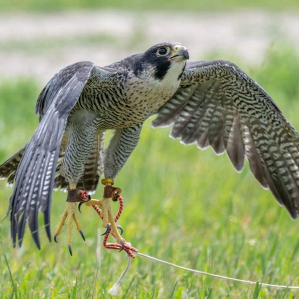 Ike "Taking Off" by H. Beilstien